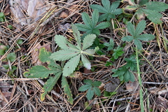 Potentilla thuringiaca
