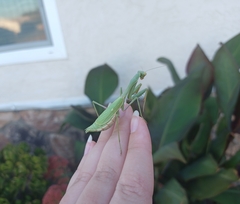 Stagmomantis limbata