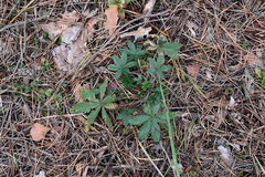 Potentilla thuringiaca