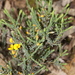 Eutaxia - Photo (c) Matt Campbell, some rights reserved (CC BY-NC), uploaded by Matt Campbell