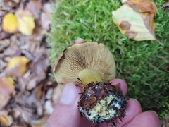 Cortinarius citrinus