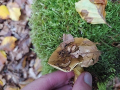 Cortinarius citrinus