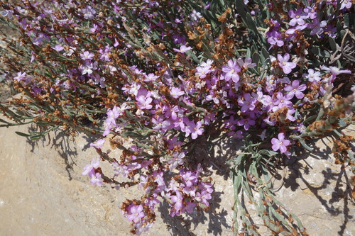 Limoniastrum monopetalum