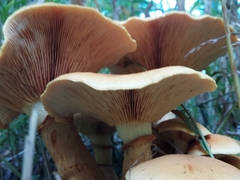 Gymnopilus junonius