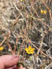 Kallstroemia californica
