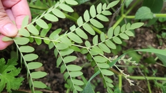 Polypodiidae
