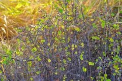 Symphoricarpos albus