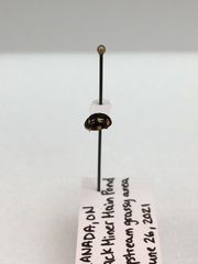 Brachiacantha decempustulata