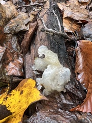 Tremella fuciformis