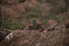 Coryphantha clavata stipitata