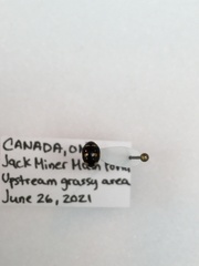 Brachiacantha decempustulata