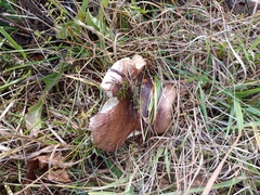 Russula integra