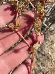 Kallstroemia californica