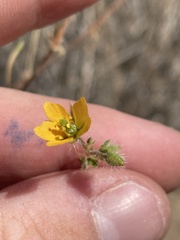 Kallstroemia californica
