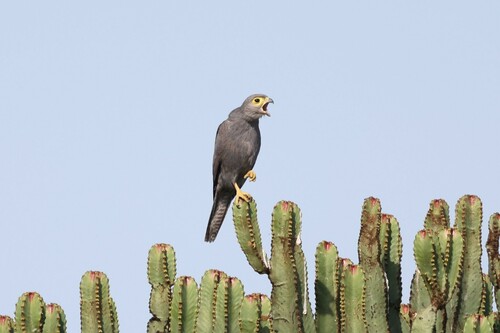 Grey Kestrel (Falco ardosiaceus), photo 9