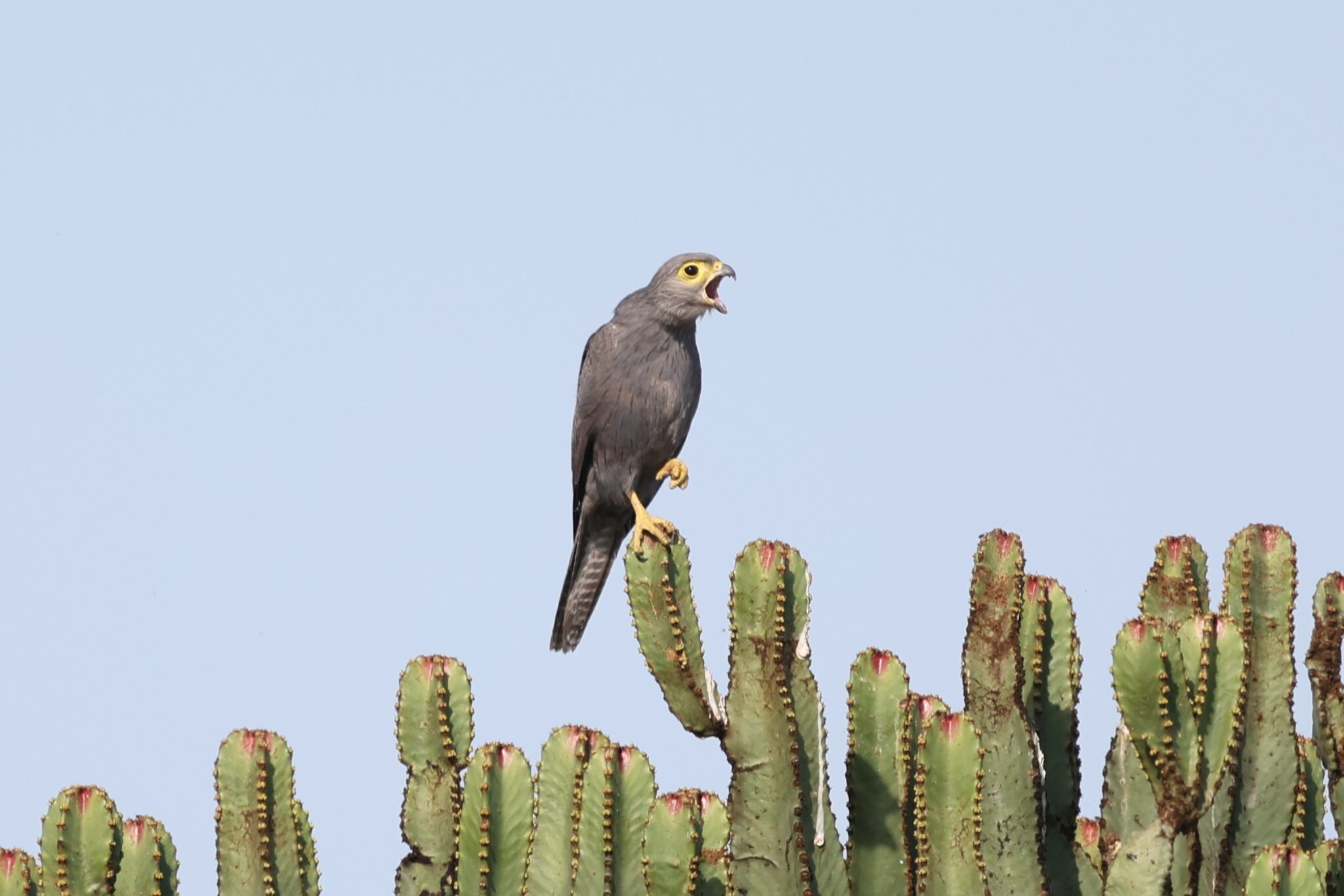 Grey Kestrel illustration