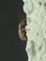 Otiorhynchus singularis