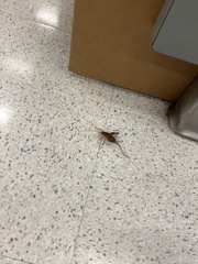 Ceuthophilus californianus