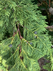 Thuja