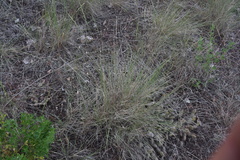 Pseudoroegneria spicata inermis