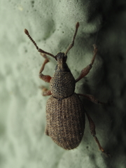 Otiorhynchus singularis