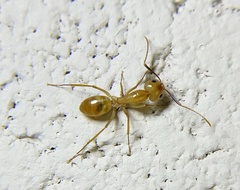 Camponotus festinatus