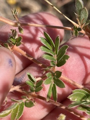 Kallstroemia californica