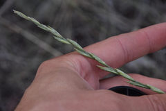 Pseudoroegneria spicata inermis