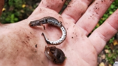 Hemidactylium scutatum