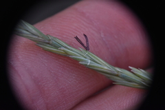 Pseudoroegneria spicata inermis