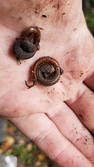 Hemidactylium scutatum