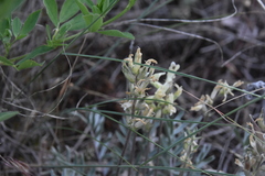 Oxytropis sericea