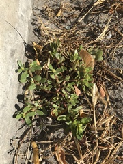 Portulaca oleracea