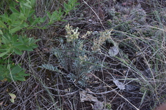 Oxytropis sericea