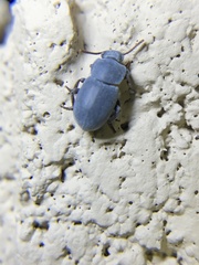 Conibius