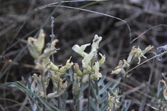 Oxytropis sericea