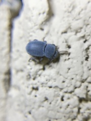 Conibius