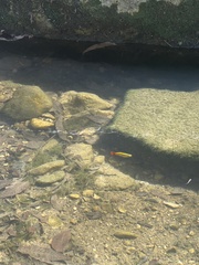 Xiphophorus variatus