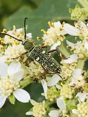 Ochraethes sulphurifer