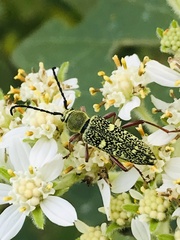 Ochraethes sulphurifer