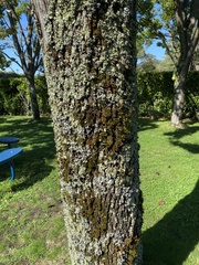 Pseudevernia furfuracea