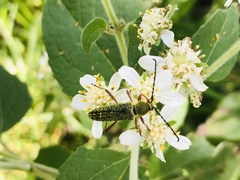 Ochraethes sulphurifer