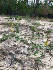 Crotalaria pallida