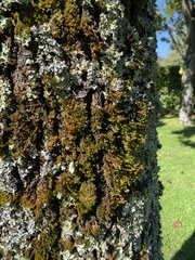 Pseudevernia furfuracea