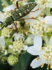 Ochraethes sulphurifer