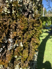 Pseudevernia furfuracea