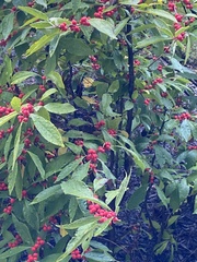 Ilex