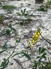 Crotalaria pallida