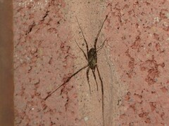 Opilio saxatilis