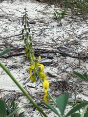 Crotalaria pallida